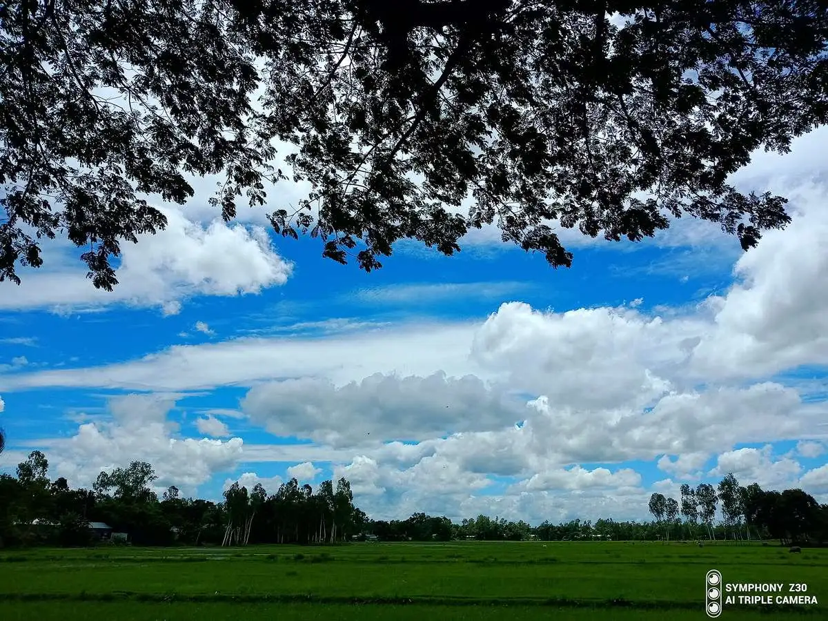 A dramatic monsoon sky with towering clouds over the fields, framed by a tree.