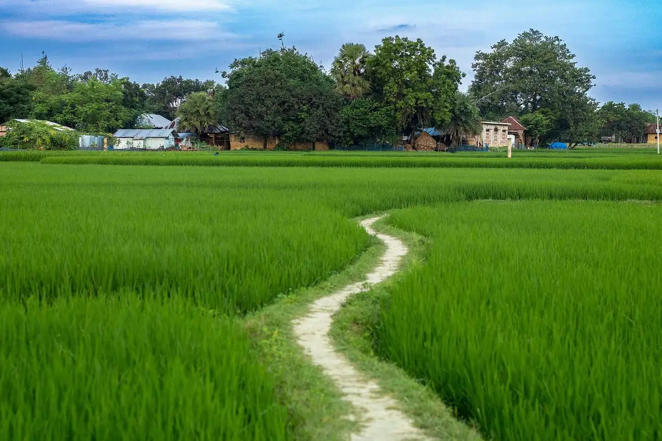 A narrow earthen path winding through brilliant green rice paddies.