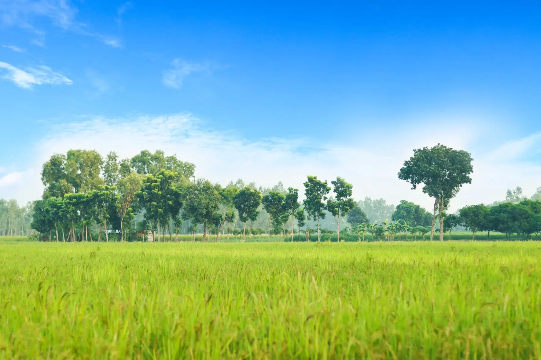 Blue-green water of a village pond surrounded by lush greenery.