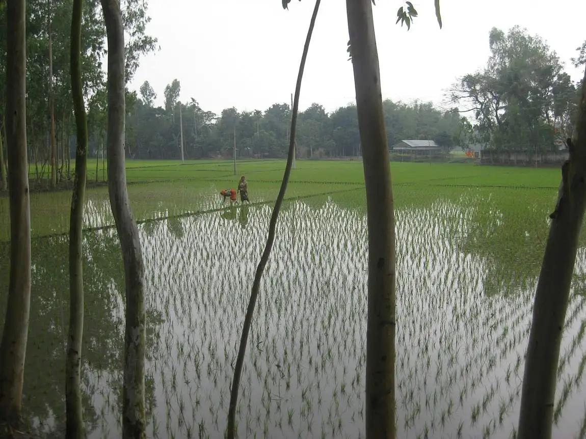 Flooded monsoon paddy fields fringed by palm trees, a farmer at work.