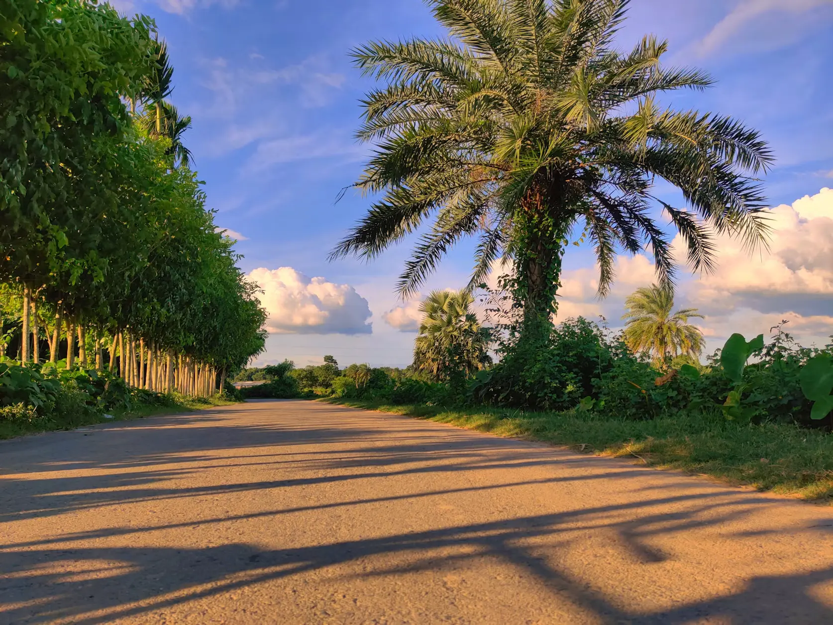 A khejur palm tree standing beside a narrow village path.