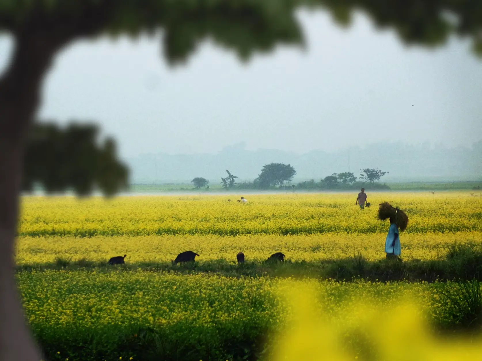 Vibrant yellow mustard field stretching across the village land.